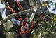 Аккумуляторная цепная пила Husqvarna T535i XP (9707164-12) - изображение 4
