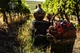 Вино Chateau Chizay Домашнее Вино розовое полусладкое 1 л 9-11% (4820001632842) - изображение 3