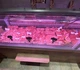 Меловой ценник POS STORE в форме свинки, для мясной выкладки - изображение 2