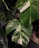 Монстера Альба / ​Monstera Albo Высота 30-40 см - изображение 2