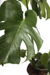Монстера Деликатесная / Monstera Deliciosa 70-80 см - зображення 2