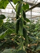 Страж (112-314) F1 Огірок Самозапильний Насіння Yuksel Seeds 250 шт - изображение 5