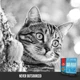 Сухий корм Orijen Six Fish Cat для котів всіх порід з рибою 5.4 кг (o28154) (64992281540) - зображення 3