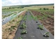 Агроволокно Agreen черное с перфорацией 2 отв (1,07х10) 012282 - изображение 4