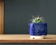 Керамічний горщик для кактусів Mini Plant розмір XS 5,2х5,1см Квадратний Синій Клеопатра - зображення 6