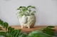 Керамический горшок для растений Mini Plant Овечка Животное желтая, размер 7,5 x 8,5 см - изображение 2