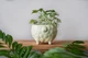 Керамический горшок для растений Mini Plant Овечка Животное желтая, размер 7,5 x 8,5 см - изображение 4