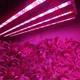 Комплект для растений Блок питания фитолента и подключка к 220В LED FITO GreenHouse 5м влагозащитная IP65 - изображение 5