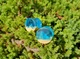 Серьги плаги WoodWork TUNNEL Round Blue Translucent 36 мм Деревянные - изображение 2