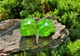 Серьги плаги WoodWork TUNNEL Round Green Foil 28 мм Деревянные - изображение 3