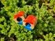 Серьги плаги WoodWork TUNNEL Round Red-Blue 50 мм Деревянные - изображение 5