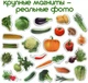 Набор магнитов Magdum "Овощи" ML4031-12 EN - изображение 8