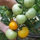 Насіння томатів Kitano Seeds Ямамото (кс 10) f1 100 насінин - зображення 7