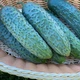 Семена огурцов Innova Seeds Кассиус f1 (cassius f1, zki 1507 f1) (innova seeds) 100 семян - изображение 3