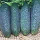 Семена огурцов Innova Seeds Кассиус f1 (cassius f1, zki 1507 f1) (innova seeds) 100 семян - изображение 4