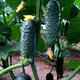 Семена огурцов Innova Seeds Кассиус f1 (cassius f1, zki 1507 f1) (innova seeds) 100 семян - изображение 10