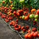 Насіння томатів Kitano Seeds Кс 21 f1 (ks 21 f1) 100 насінин - зображення 3