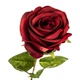 Штучна троянда, бордова Rose - зображення 2
