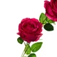 Штучна троянда, червона Rose - зображення 2