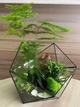 Флорариум из суккулентов h 25 cm - изображение 1