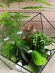 Флорариум из суккулентов h 25 cm - изображение 2