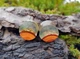 Круглі вушні плаги WoodWork дерев'яні зі смолою Прозорі 8мм - изображение 7
