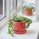 Керамічний вазон для рослин Mini Plant 9x11,5см Циліндр Кораловий - зображення 1