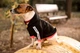 Худи для собак DogClub Off Street S Black - изображение 2