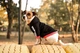 Худи для собак DogClub Off Street S Black - изображение 3