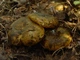 Міцелій Груздя чорного, Lactarius necator 100 г - зображення 1