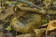 Міцелій Груздя чорного, Lactarius necator 100 г - зображення 2