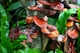 Міцелій Рейші (Трутовика лакованого), Ganoderma lucidum 100 г - зображення 3