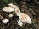 Міцелій Трутовика кіноварно-червоного, Pycnoporus cinnabarinus 100 г - зображення 4