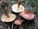 Міцелій Рядовки бурої, Tricholoma flavobrunneum 100 г - зображення 2