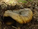 Міцелій Груздя чорного, Lactarius necator 100 г - зображення 3