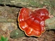 Міцелій Рейші (Трутовика лакованого), Ganoderma lucidum 100 г - зображення 4