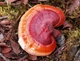 Міцелій Рейші (Трутовика лакованого), Ganoderma lucidum 100 г - зображення 5