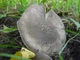 Міцелій Рядовки бурої, Tricholoma flavobrunneum 100 г - зображення 4
