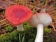 Мицелий Сыроежки жгучей, Russula emetica 100 г - изображение 1