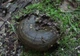 Міцелій Груздя чорного, Lactarius necator 100 г - зображення 6