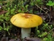 Мицелий Сыроежки буреющей (Сыроежки ароматной), Russula xerampelina 100 г - изображение 7