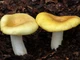 Мицелий Сыроежки буреющей (Сыроежки ароматной), Russula xerampelina 100 г - изображение 8