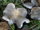 Міцелій Рядовки сіркою, Tricholoma portentosum 100 г - зображення 2