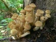 Мицелий Опёнка осеннего (Опёнка настоящего, Опёнка медового), Armillaria mellea 100 г - изображение 4