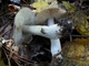 Міцелій Рядовки сіркою, Tricholoma portentosum 100 г - зображення 3