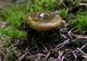 Міцелій Груздя чорного, Lactarius necator 100 г - зображення 9