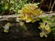 Міцелій на брусочки Глива лимонна-жовта, Pleurotus citrinopileatus - зображення 1