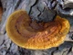 Міцелій Груздя чорного, Lactarius necator 100 г - зображення 10