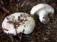 Міцелій Груздя повстяного (Скрипицы), Lactarius vellereus 100 г - зображення 1