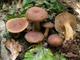 Міцелій Груздя сіро-лиловатого (Серушки), Lactarius flexuosus 100 г - зображення 4